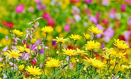 simsearch:400-06918933,k - beautiful yellow flowers in floral background Photographie de stock - Aubaine LD & Abonnement, Code: 400-07046087