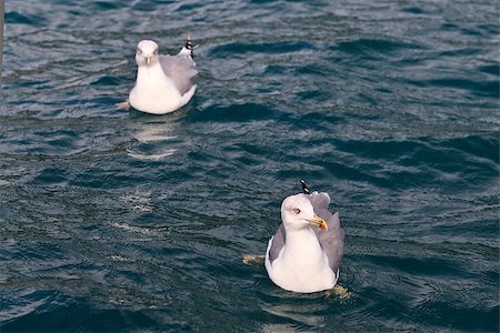 simsearch:400-06362898,k - two big sea gulls on the sea Fotografie stock - Microstock e Abbonamento, Codice: 400-07046083