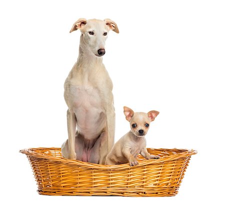 Whippet and Chihuahua puppy in wicker basket, isolated on white Photographie de stock - Aubaine LD & Abonnement, Code: 400-07046447
