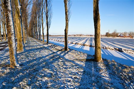 snowy road tree line - striped shadows from trees in winter Stock Photo - Budget Royalty-Free & Subscription, Code: 400-07046520