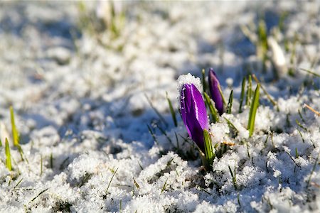 purple crocus flower in snow during early spring Stock Photo - Budget Royalty-Free & Subscription, Code: 400-07046522