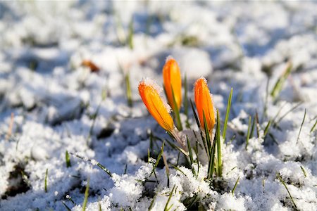 yellow crocus flower in snow at early spring Stock Photo - Budget Royalty-Free & Subscription, Code: 400-07046523