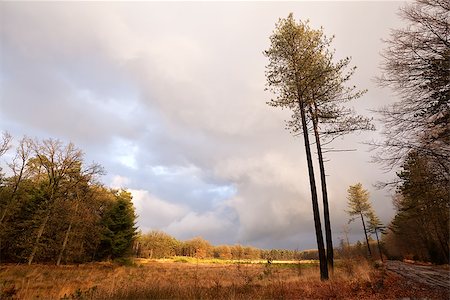 simsearch:400-07046539,k - high pine trees on landscape in Dwindelderveld, Drenthe Stock Photo - Budget Royalty-Free & Subscription, Code: 400-07046544