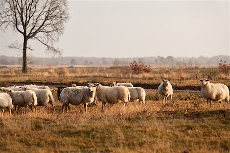 drenthe - sheep herd on meadows in Dwingelderveld, Drenthe, Netherlands Foto de stock - Royalty-Free Super Valor e Assinatura, Número: 400-07046545