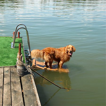 simsearch:400-05315872,k - one orange golden retriever dog by river ready to swim Stockbilder - Microstock & Abonnement, Bildnummer: 400-07046692