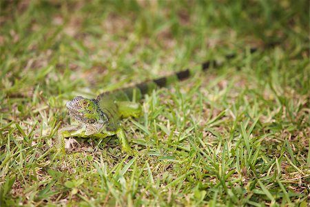 Curious Green carribean Iguana well camoflauged in grass Photographie de stock - Aubaine LD & Abonnement, Code: 400-07046714