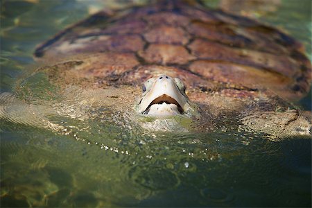 Large Carribean Sea Turtle at the surface of the ocean Foto de stock - Royalty-Free Super Valor e Assinatura, Número: 400-07046717