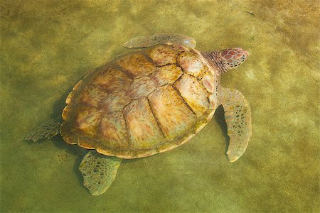 Large Carribean Sea Turtle near beach below water surface Stock Photo - Budget Royalty-Free & Subscription, Code: 400-07046718