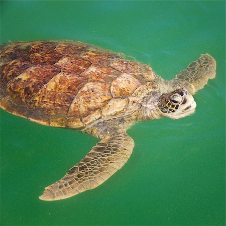 Large Carribean Sea Turtle at the surface of the ocean Foto de stock - Super Valor sin royalties y Suscripción, Código: 400-07046719