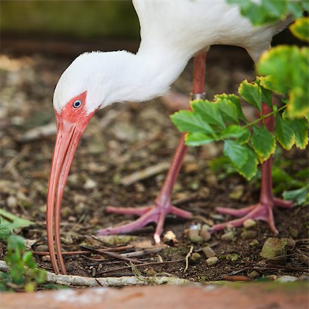 White ibis with leg tag foraging for food Photographie de stock - Aubaine LD & Abonnement, Code: 400-07046713