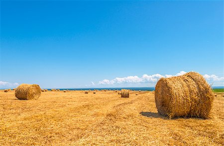 simsearch:400-04064843,k - Farm field with hay bales (Nova Scotia, Canada) Fotografie stock - Microstock e Abbonamento, Codice: 400-07046909