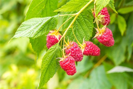 Raspberry on a branch closeup (Annapolis Valley, Nova Scotia, Canada) Stockbilder - Microstock & Abonnement, Bildnummer: 400-07046910