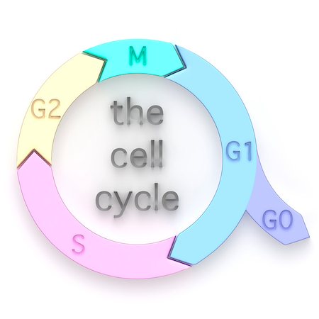 simsearch:400-04955160,k - Diagram showing the sequential phases of the Cell Cycle, or cell-division cycle, during which an eukaryotic cell duplicates and replicates itself by division into daughter cells Stock Photo - Budget Royalty-Free & Subscription, Code: 400-07047573