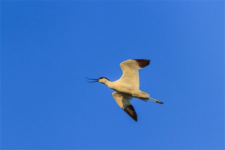 Pied Avocet (Recurvirostra avosetta) in flight. Location: Danube Delta, Romania Stock Photo - Budget Royalty-Free & Subscription, Code: 400-07047948