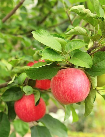 simsearch:400-07513164,k - Ripe red apples. Summer time Stock Photo - Budget Royalty-Free & Subscription, Code: 400-07048214