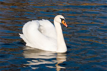 Swan swimming on the lake Photographie de stock - Aubaine LD & Abonnement, Code: 400-07049087