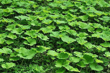 Many big green leaves of a burdock grow on a forest glade Photographie de stock - Aubaine LD & Abonnement, Code: 400-07049172