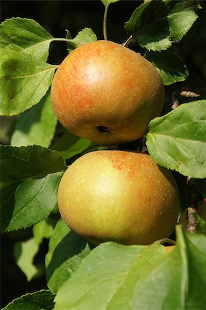 simsearch:400-07823938,k - two apples on the branch of an apple tree Photographie de stock - Aubaine LD & Abonnement, Code: 400-07049441