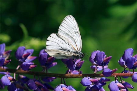 Beautiful cabbage white butterfly on blue lupine against green nature background Stock Photo - Budget Royalty-Free & Subscription, Code: 400-07049645