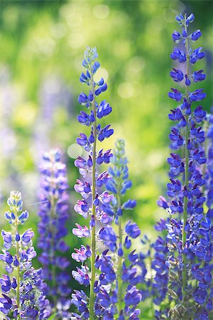 Beautiful blue lupine closeup on bright nature background Stock Photo - Budget Royalty-Free & Subscription, Code: 400-07049652
