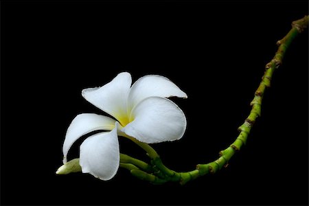 plumeria - White Frangipani and Green branch on Black background Photographie de stock - Aubaine LD & Abonnement, Code: 400-07040052