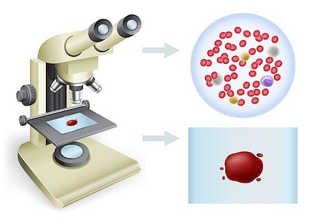 red blood cell - Analysis of blood under a microscope on a white background, two views Photographie de stock - Aubaine LD & Abonnement, Code: 400-07040184