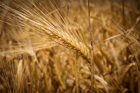 simsearch:400-04896751,k - Grain wheat ears, yellow ripe field, agriculture tinted background. Stock Photo - Budget Royalty-Free & Subscription, Code: 400-07040364