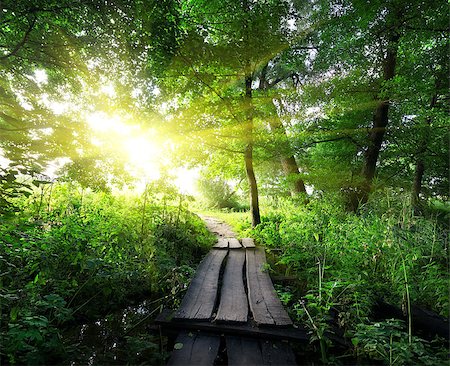 Sunrise over a wooden bridge in the forest Stockbilder - Microstock & Abonnement, Bildnummer: 400-07040645