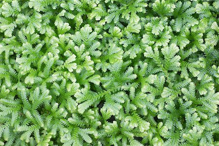 selaginellaceae - Selaginella kraussiana ( Trailing Selaginella ) small plant with creeping stems forms dense mats of green foliage Stock Photo - Budget Royalty-Free & Subscription, Code: 400-07040671