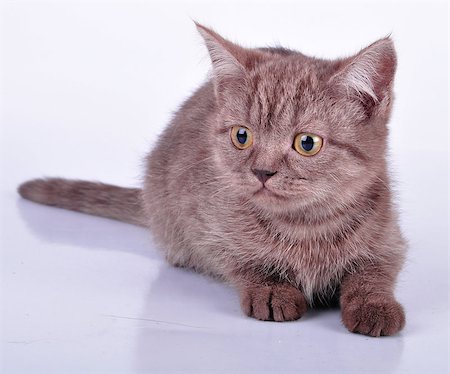 simsearch:400-07293083,k - Little beautiful chocolate  kitten looking . Studio shot. Photographie de stock - Aubaine LD & Abonnement, Code: 400-07040706
