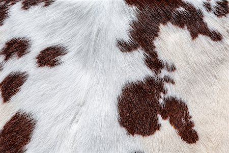 Brown and white hairy texture of cow skin Stock Photo - Budget Royalty-Free & Subscription, Code: 400-07040708