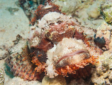 simsearch:400-06099385,k - Bearded scorpionfish scorpaenopsis oxycephala on seabed at a tropical coral reef Stock Photo - Budget Royalty-Free & Subscription, Code: 400-07041026