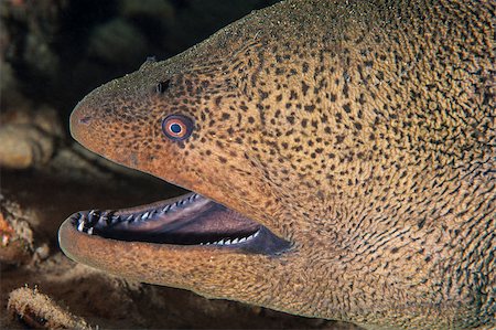 simsearch:400-08530017,k - Giant moray gymnothorax javanicus closeup with mouth open underwater on a tropical coral reef Stockbilder - Microstock & Abonnement, Bildnummer: 400-07041034