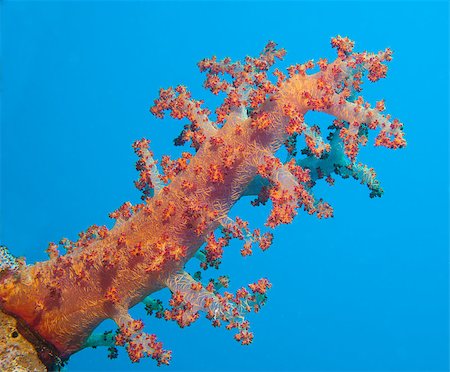 Closeup detail of a large soft coral on tropical coral reef Stock Photo - Budget Royalty-Free & Subscription, Code: 400-07041036