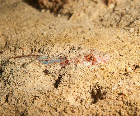 simsearch:400-06099385,k - Reef lizardfish buried hiding in sandy seabed on tropical coral reef Stock Photo - Budget Royalty-Free & Subscription, Code: 400-07041037