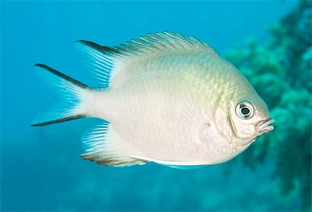 pomacentridae - Pale damselfish swimming midwater on a tropical coral reef Photographie de stock - Aubaine LD & Abonnement, Code: 400-07041038