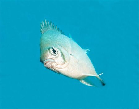 simsearch:400-06099385,k - Pale damselfish swimming midwater on a tropical coral reef Stock Photo - Budget Royalty-Free & Subscription, Code: 400-07041039