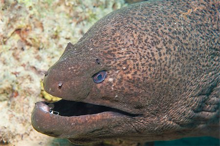 simsearch:6118-09112148,k - Giant moray gymnothorax javanicus closeup with mouth open underwater on a tropical coral reef Foto de stock - Royalty-Free Super Valor e Assinatura, Número: 400-07041033