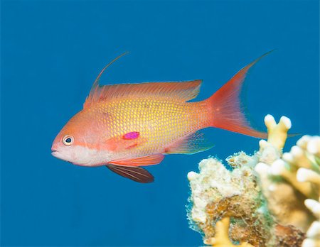 simsearch:400-08097613,k - Lyretail anthias fish swimming in blue water on tropical coral reef Stock Photo - Budget Royalty-Free & Subscription, Code: 400-07041040