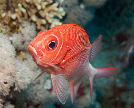 simsearch:400-08097613,k - Tailspot squirrelfish swimming underwater on a tropical coral reef Stock Photo - Budget Royalty-Free & Subscription, Code: 400-07041043