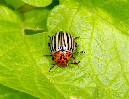 a image of Colorado beetle on potato leaf Stock Photo - Budget Royalty-Free & Subscription, Code: 400-07041121