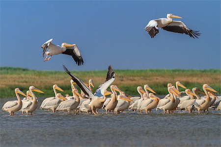 pelecanus - a group of pelicans in the Danube Delta, Romania Stock Photo - Budget Royalty-Free & Subscription, Code: 400-07041210
