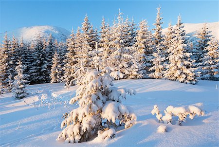 simsearch:400-06861143,k - Winter mountain landscape with snow covered trees in first morning  sunbeams Foto de stock - Super Valor sin royalties y Suscripción, Código: 400-07042040