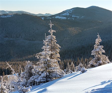 simsearch:400-06861143,k - Morning winter mountain landscape with fir trees in front. Foto de stock - Super Valor sin royalties y Suscripción, Código: 400-07042041