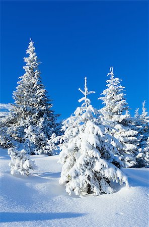 simsearch:400-06861143,k - Morning winter mountain landscape with fir trees on slope. Foto de stock - Super Valor sin royalties y Suscripción, Código: 400-07042042