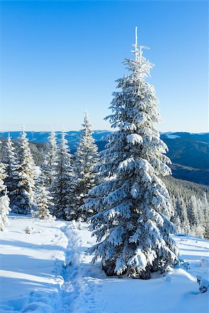 simsearch:400-06861143,k - Morning winter mountain landscape with fir trees on slope. Foto de stock - Super Valor sin royalties y Suscripción, Código: 400-07042043