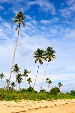 simsearch:400-07295714,k - green palms against cloudy sky at sunny day, Thailand Stock Photo - Budget Royalty-Free & Subscription, Code: 400-07042266