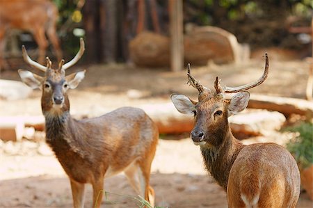 simsearch:400-07323527,k - two Siamese Eld's deer, Brow-Antlered Deer, Thailand Stock Photo - Budget Royalty-Free & Subscription, Code: 400-07042269