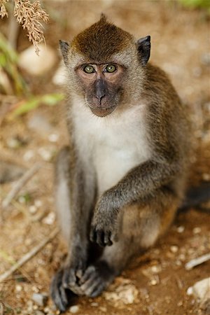 macaque monkey sitting on ground at summer day Stock Photo - Budget Royalty-Free & Subscription, Code: 400-07042271