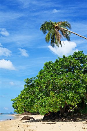 simsearch:400-07295714,k - green coconut palm on sand beach, Thailand Stock Photo - Budget Royalty-Free & Subscription, Code: 400-07042272